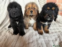 Tibetan Mastiff for Sale Manchester