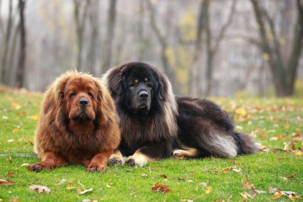 Are Tibetan Mastiff Legal In UK