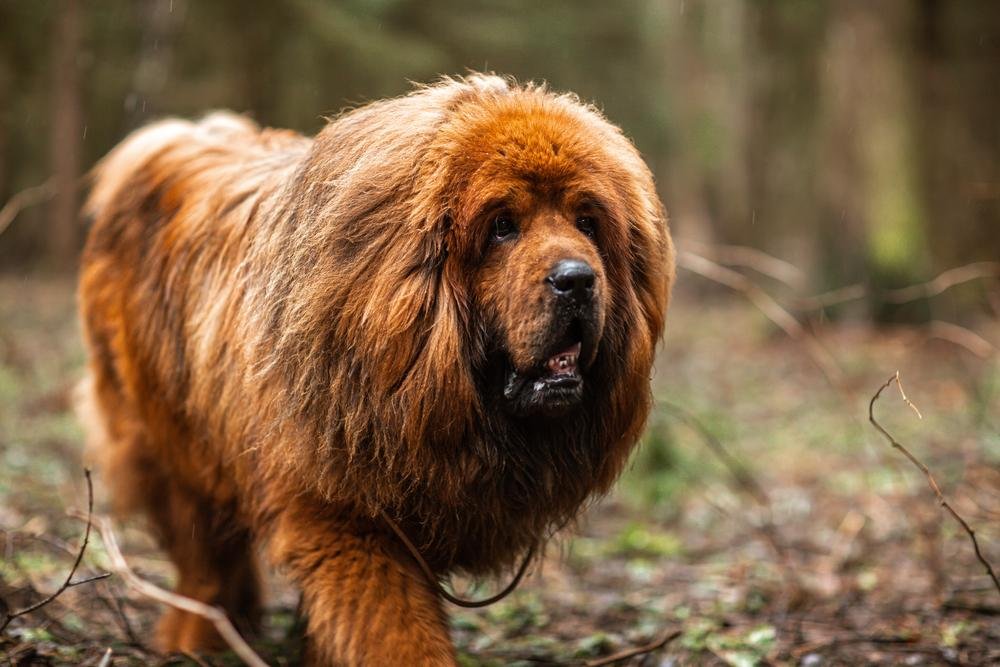 Are Tibetan Mastiffs Legal In The UK