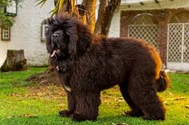 Black Tibetan Mastiff