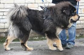 Blue Tibetan Mastiff