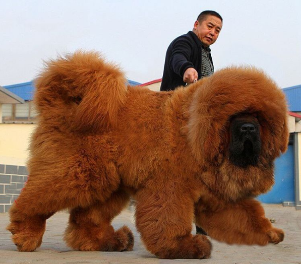 Buy Or Adopt Tibetan Mastiff