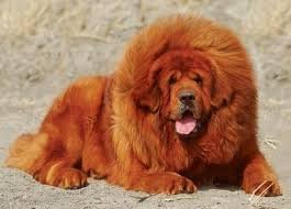 Chinese Tibetan Mastiff for Sale