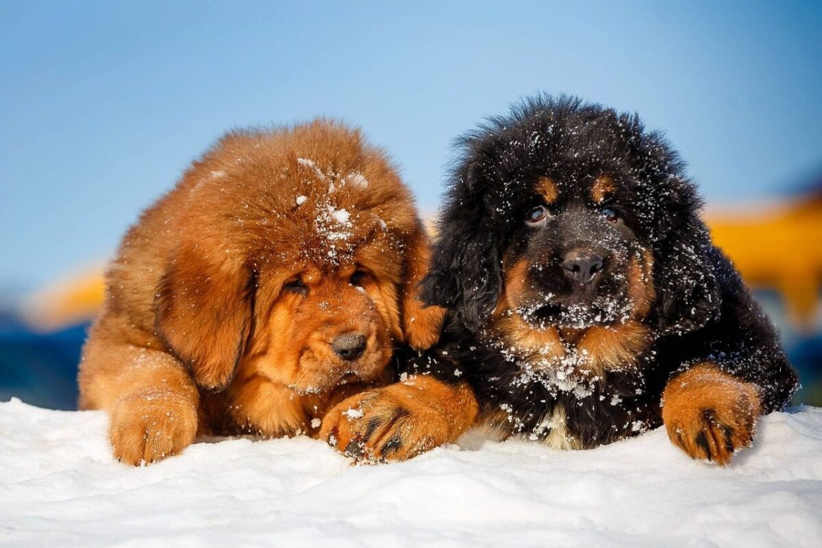 Chinese Tibetan Mastiff For Sale