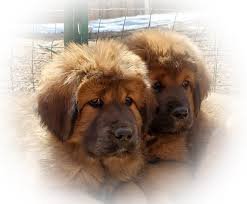 Chinese Tibetan Mastiff For Sale UK