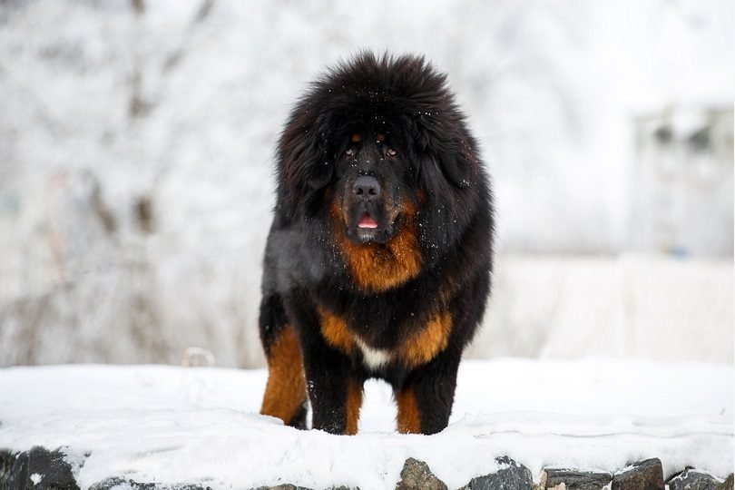 Chinese Tibetan Mastiff Price