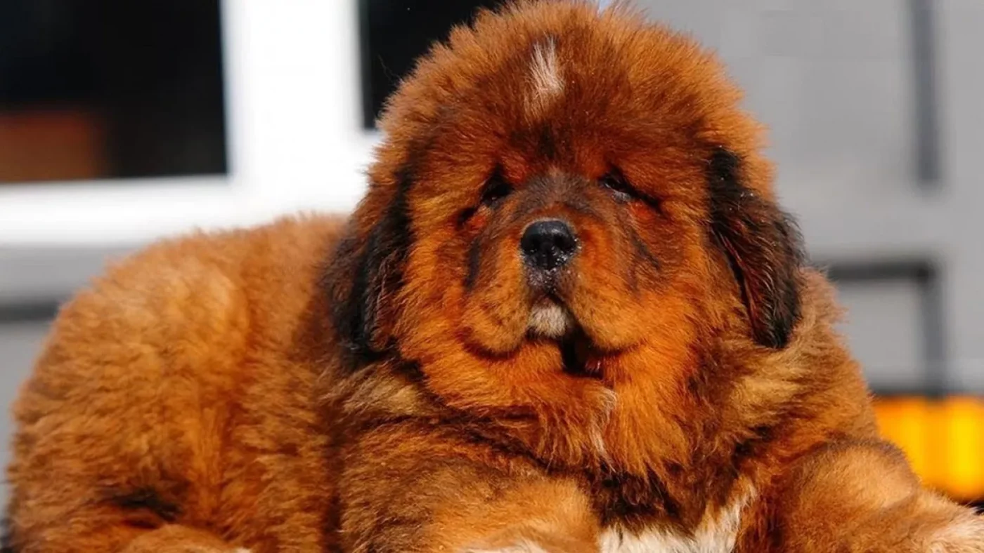 Cost Of A Tibetan Mastiff Puppy