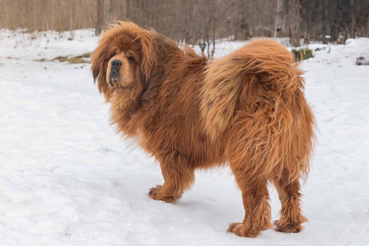 Cost Tibetan Mastiff
