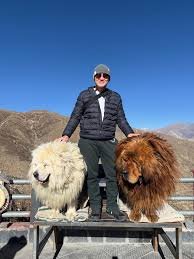 Dark Tibetan Mastiff