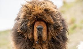 Dog Breeds Tibetan Mastiff