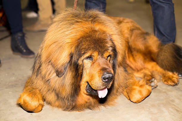 Dog Tibetan Mastiff