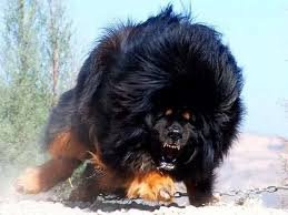 Dog Tibetan Mastiff