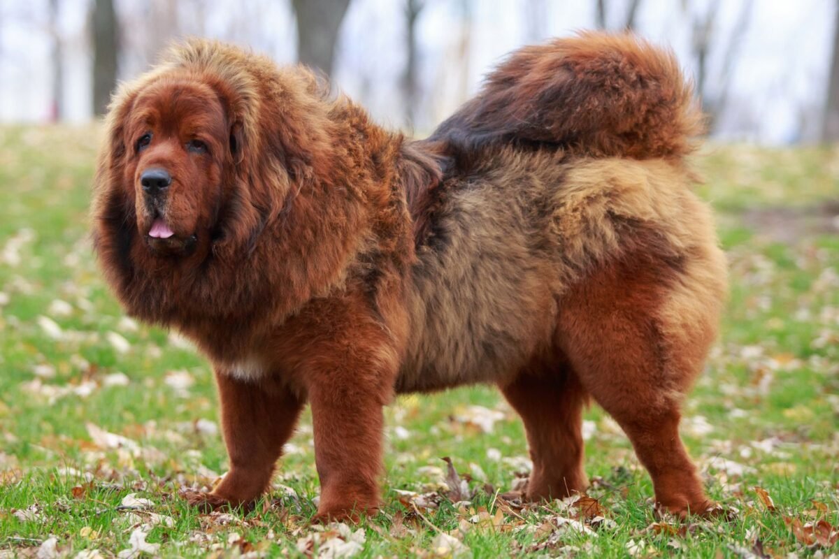 Why Is a Tibetan Mastiff So Expensive?