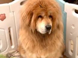 Lion Tibetan Mastiff For Sale UK