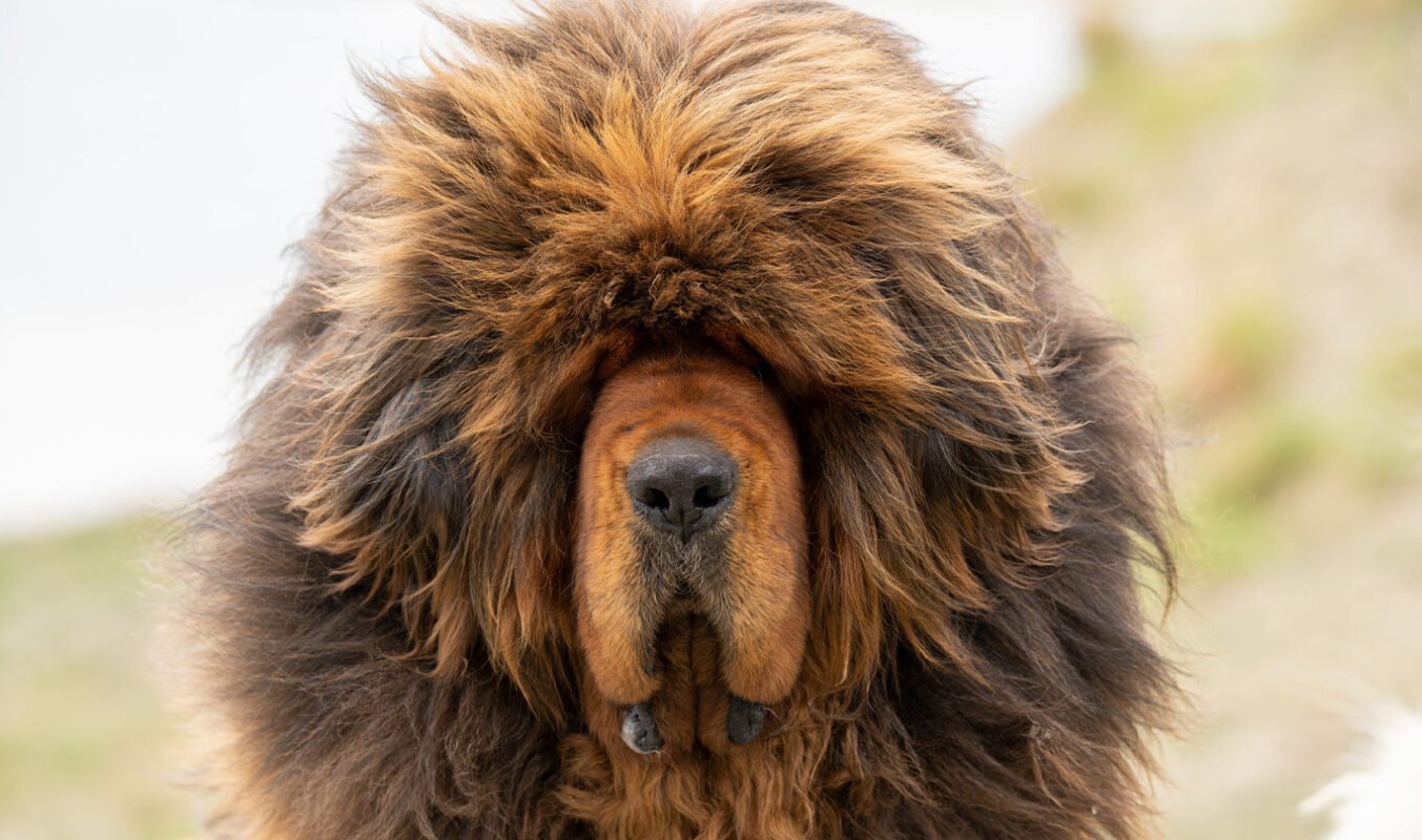 Mastif Tibetan