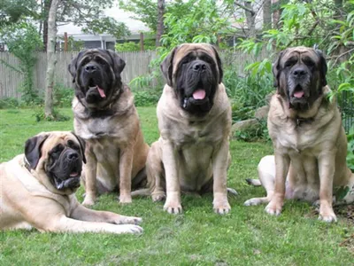 Mastiff Breeds Puppies for Sale