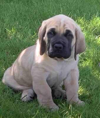Mastiff Dog Breeders