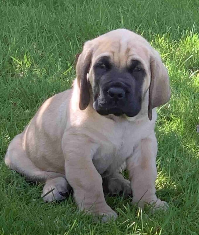 Mastiff Dog Breeders