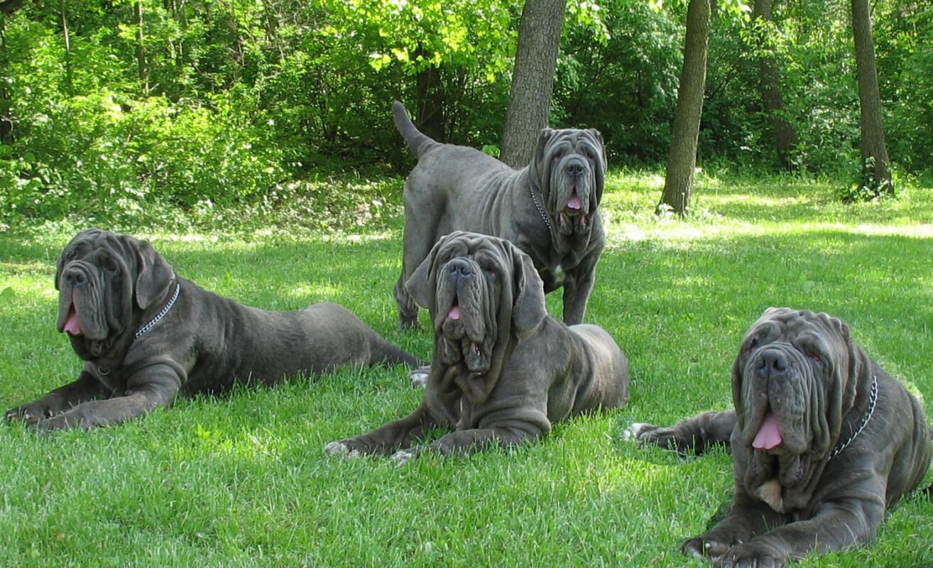 Mastiff For Sale