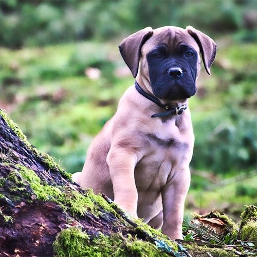 Mastiff Puppies For Sale UK