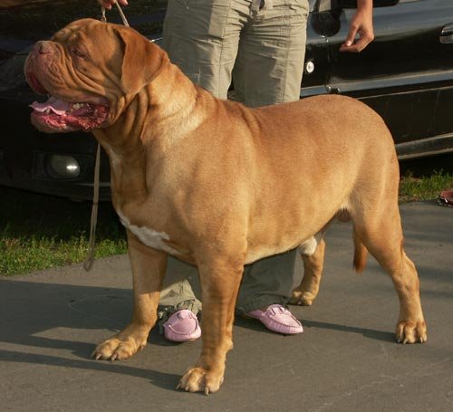 Mastiff Sale
