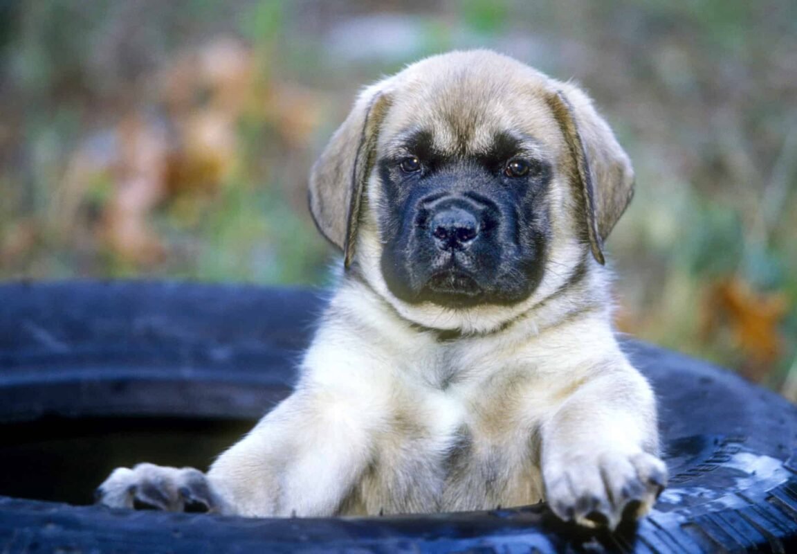 Purebred Mastiff Price
