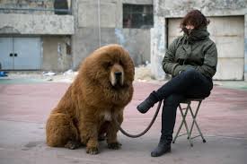 Purebred Tibetan Mastiff