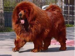 Red Chinese Tibetan Mastiff