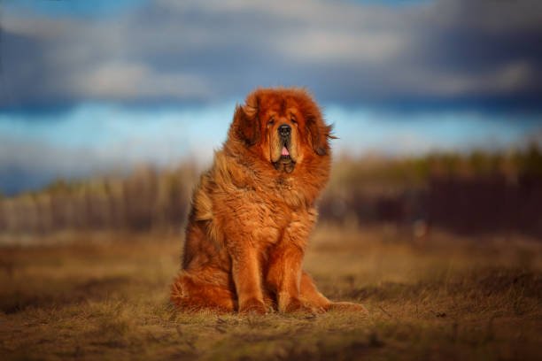 Red Purebred Tibetan Mastiff