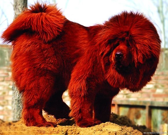 Red Tibetan Mastiff