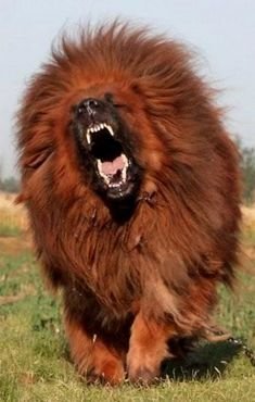 Red Tibetan Mastiff Dog
