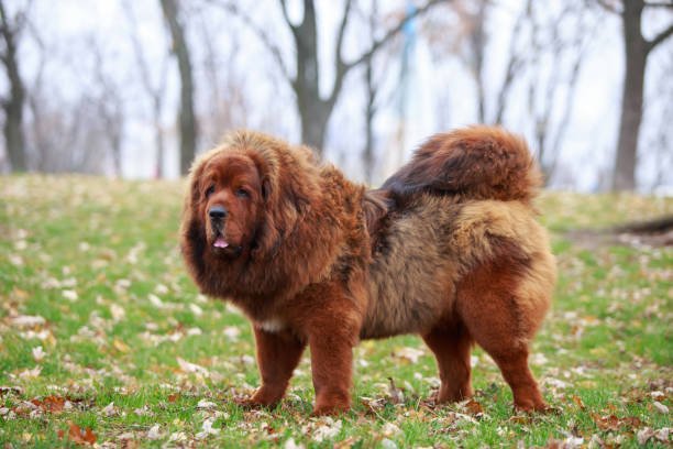 Red Tibetan Mastiff