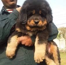 Tibet Dog Price