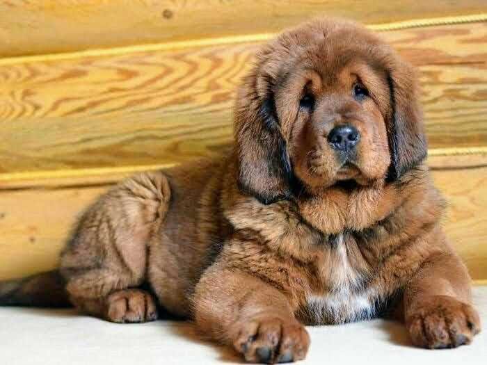 Tibet Mastiff Puppies