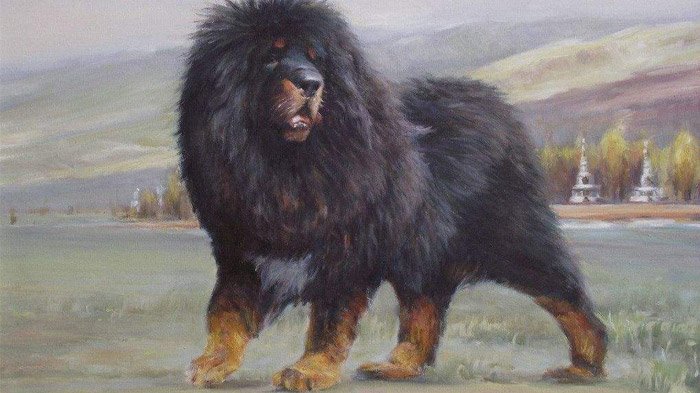 Tibet Tibetan Mastiff