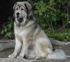 Tibetan Mastiff Adoption