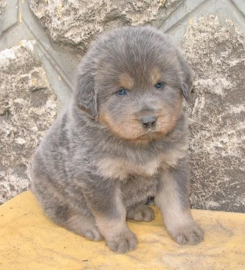 Tibetan Mastiff Baby