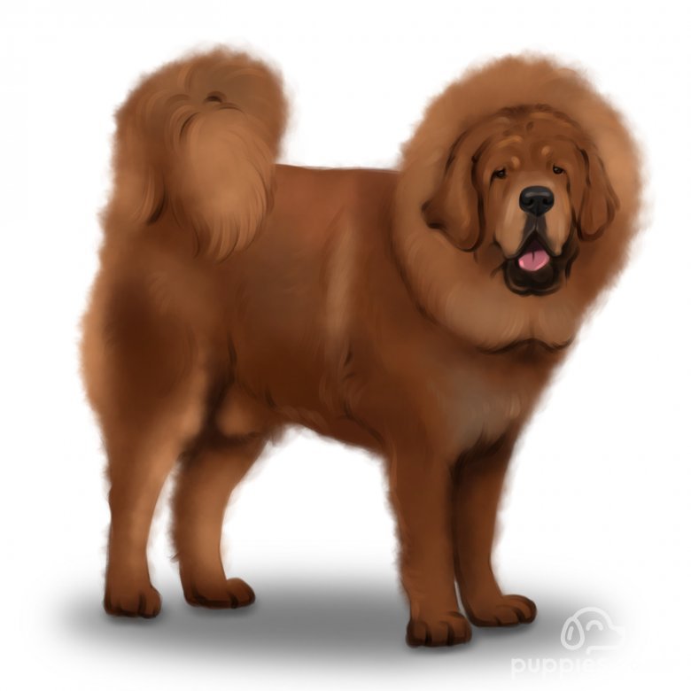 Tibetan Mastiff Breeders UK