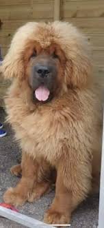 Tibetan Mastiff Buy UK