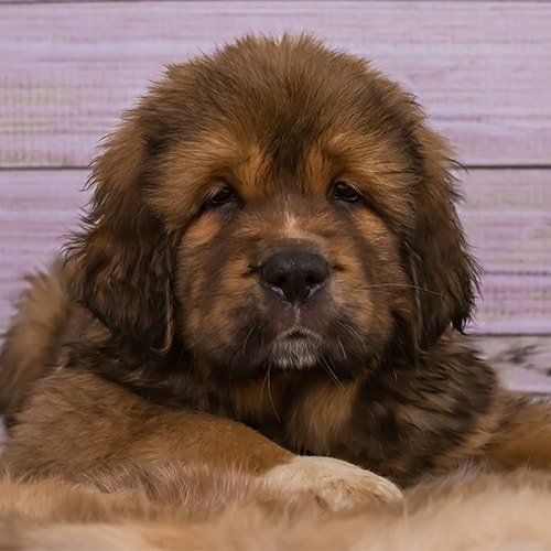 Tibetan Mastiff Buy UK