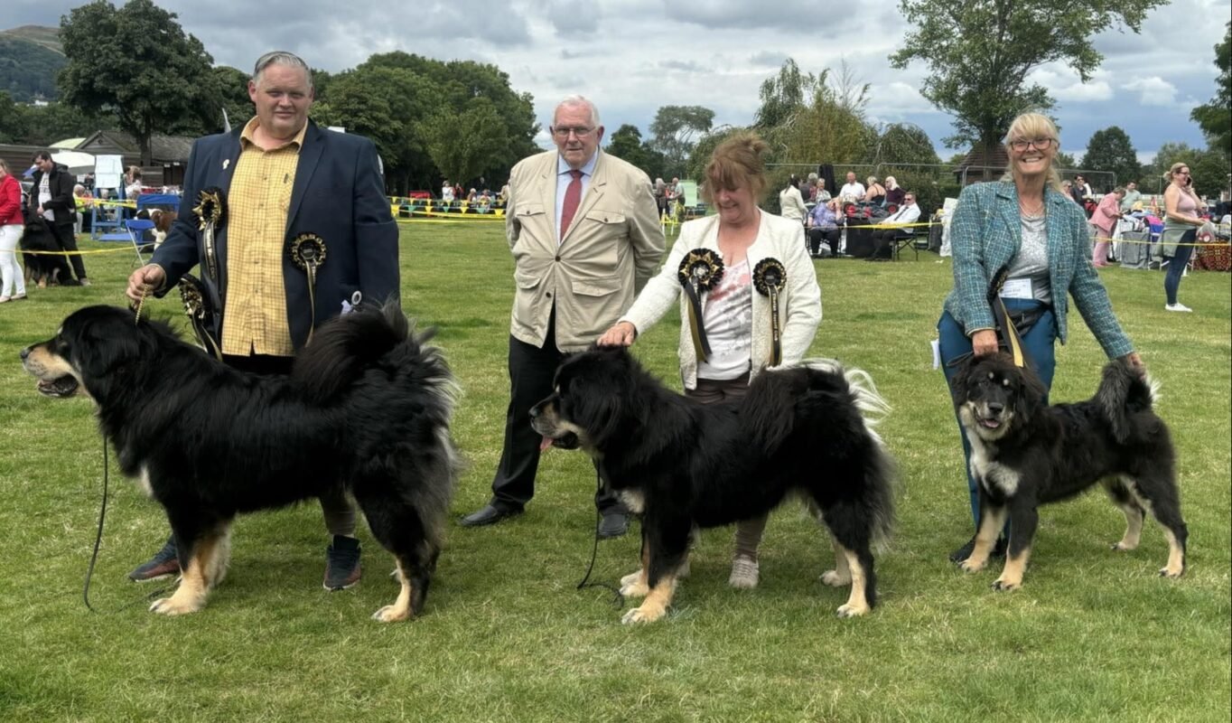 Tibetan Mastiff Club Of Great Britain