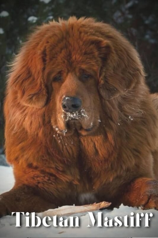 Tibetan Mastiff Cost