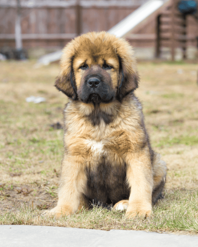 Tibetan Mastiff Cost To Feed