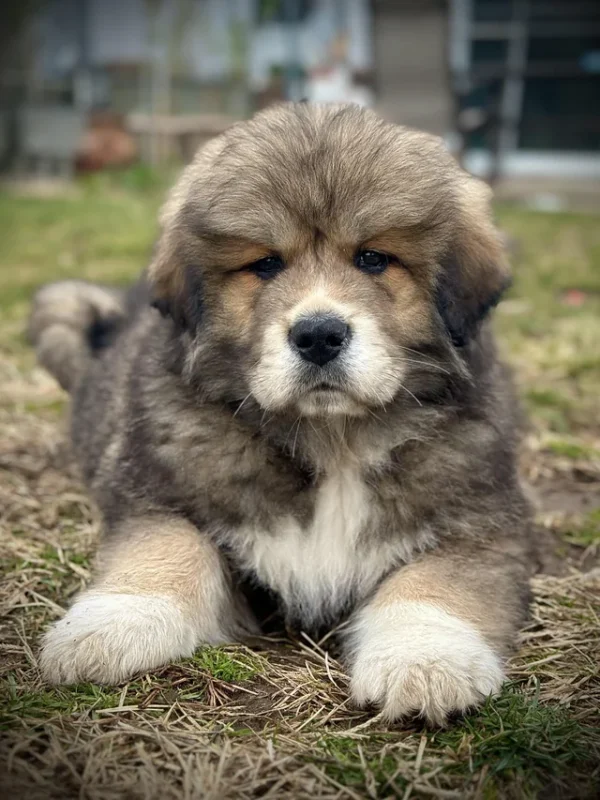 Tibetan Mastiff Cross
