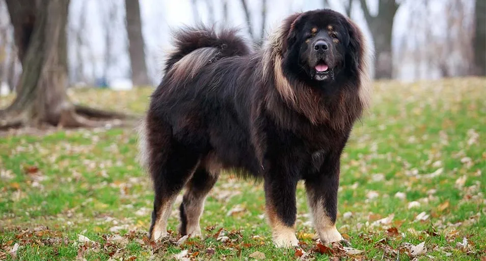 Tibetan Mastiff Dog Breeds