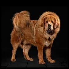 Tibetan Mastiff Dog For Sale