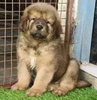 Tibetan Mastiff Dog For Sale UK