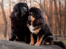 Tibetan Mastiff For Sale England