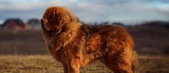Tibetan Mastiff For Sale England