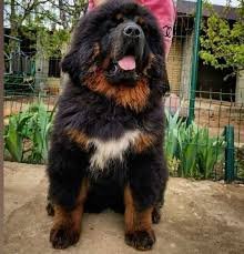 Tibetan Mastiff For Sale In UK